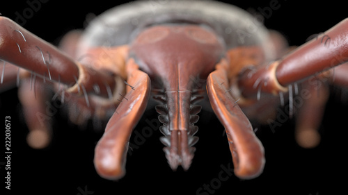 3d rendered illustration of a tick © Sebastian Kaulitzki