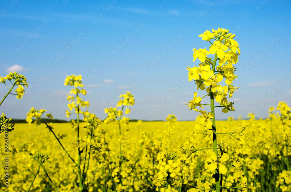 Charming spring landscape with yellow rape against blue sky background