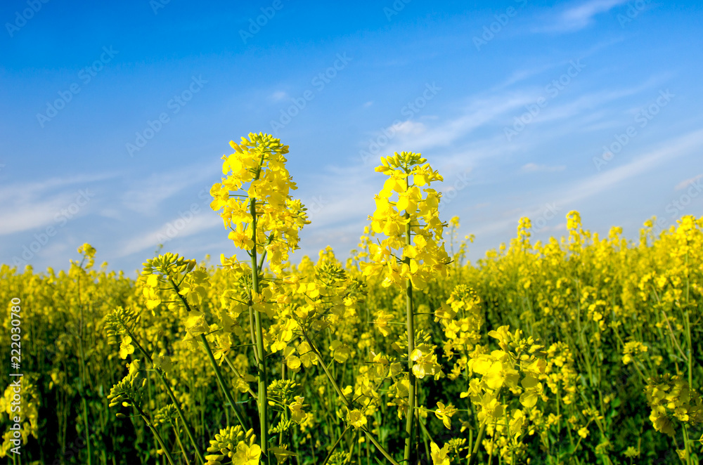 Charming summer landscape with two flowers of rape on the background of blue sky (couple, lovers - concept)