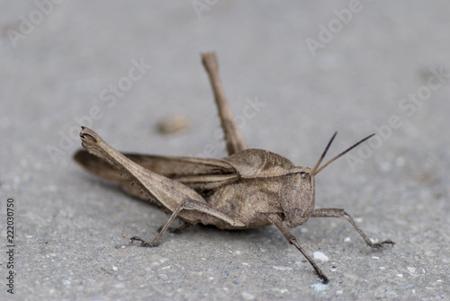 grasshopper on a gray background