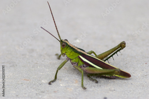 grasshopper on the floor