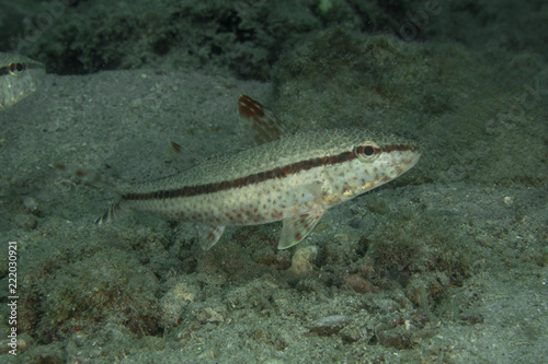 The Freckled Goatfish  Upeneus Tragula.