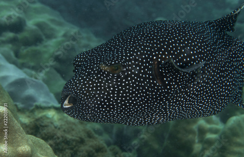 Guineafowl Puffer, Arothron Meleagris. photo