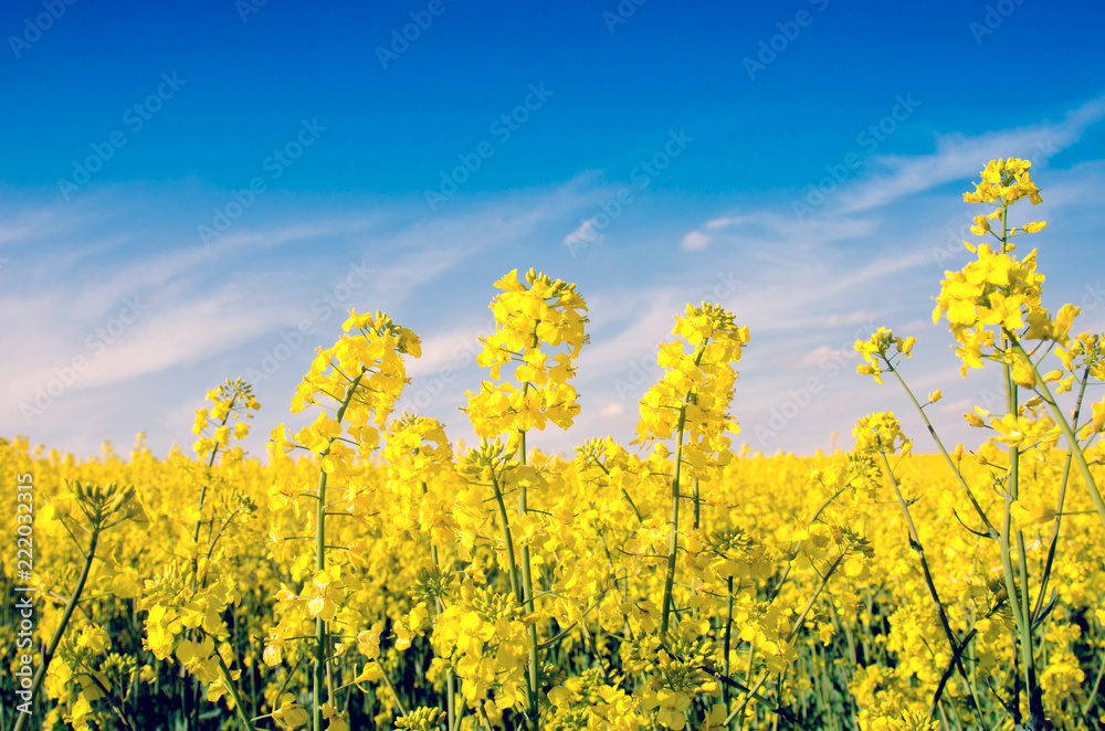 Charming spring landscape with yellow rape against blue sky background