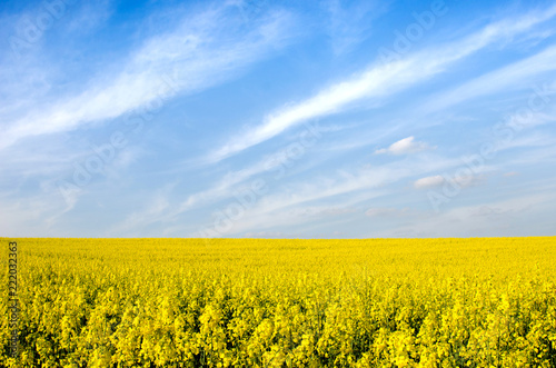 Charming spring landscape with yellow rape against blue sky background