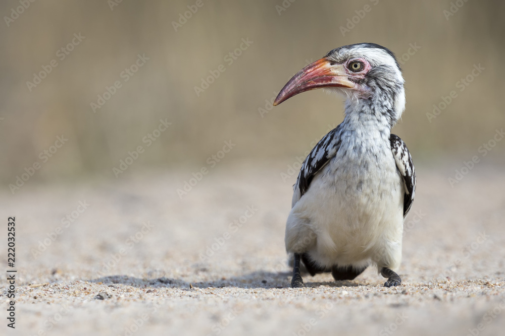 Red Billed Hornbill sitting on ground looking for crumbs to eat Red Billed Hornbill sitting on ground looking for crumbs to eat