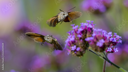 Hummingbird Hawk Moth (Macroglossum stellatarum) sucking nectar from flower in the garden