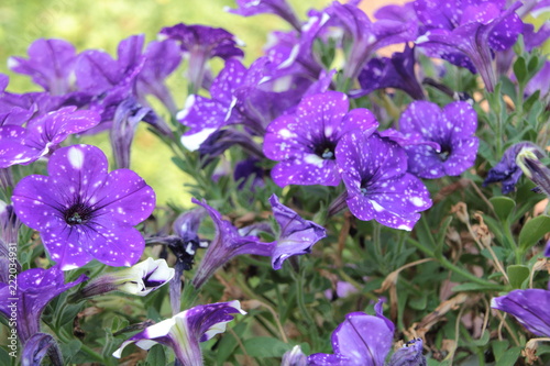 Purple Petunias In Garden