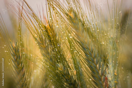 Wheat field close up shot