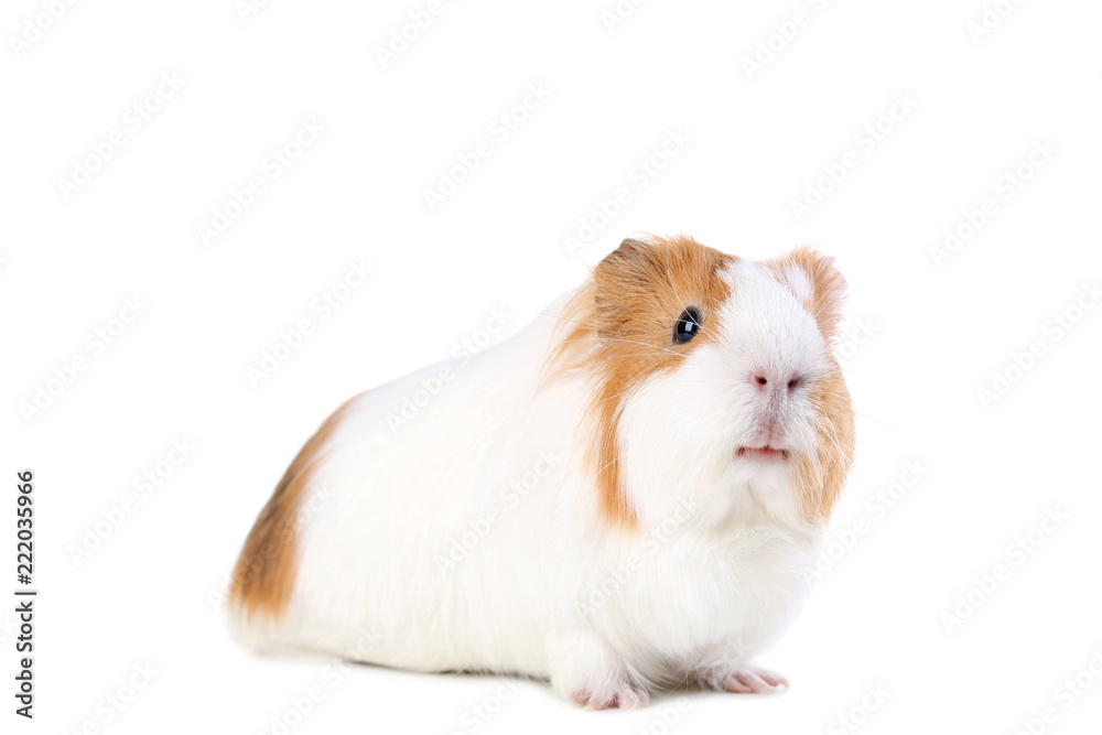 Guinea pig isolated on white background Guinea pig isolated on white background