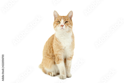 Ginger cat isolated on white background © 5second