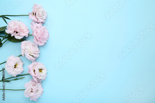 Bouquet of pink eustoma flowers on blue background