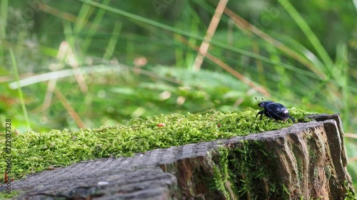 Dor beetle (Geotrupes stercorarius)  photo