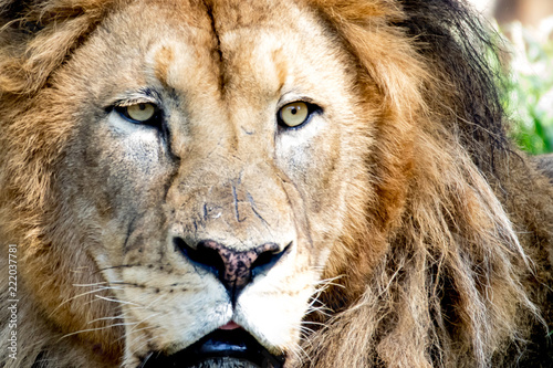lion face in color 