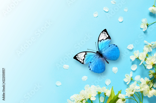 Wallpaper Mural Cherry blossom in wild and butterfly. Springtime Torontodigital.ca