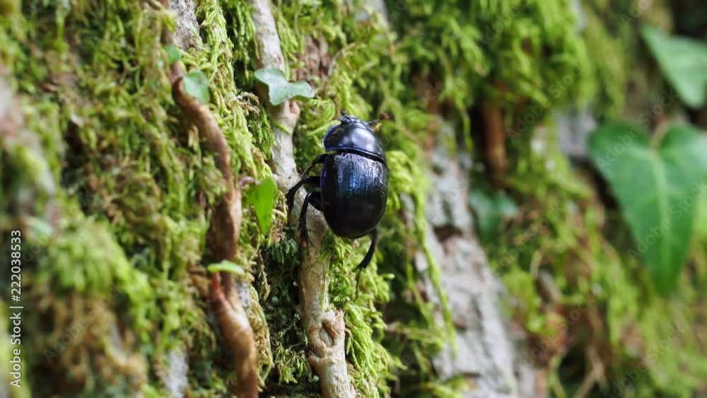 Dor beetle (Geotrupes stercorarius) 