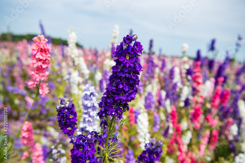 Confetti flowers