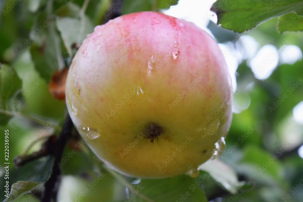 Mature juicy apples hanging on a branch Mature juicy apples hanging on a branch