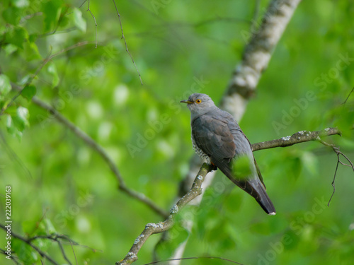 Common Cuckoo (Cuculus canorus).