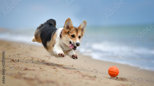 Fotografie corgi dog on beach