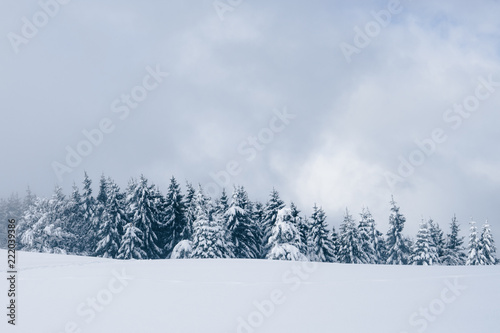 A snowy mountain forest in Slovenia on a cold winter day. 