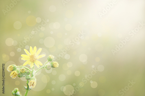 Beautiful yellow flower in sunny rays. Natural bokeh © alexmak