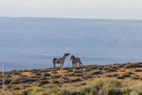 Wild Horse Stallions Sparring in the High Desert