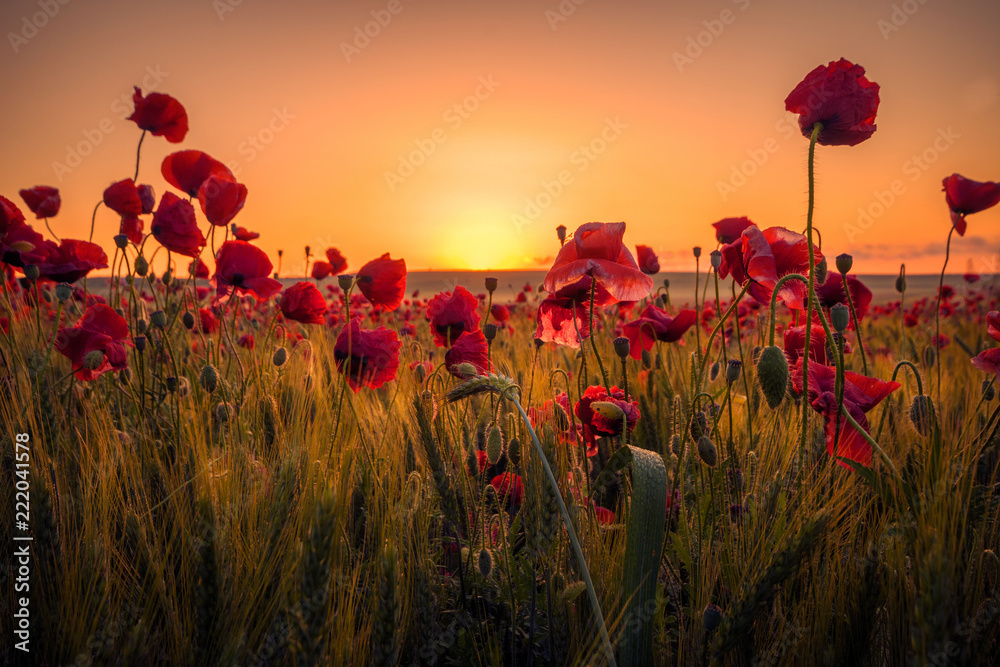 Beautiful poppies in a wheat field on sunrise - obrazy, fototapety, plakaty 