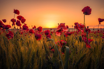 Papier peint photo Coquelicots Coquelicots dans champ de blé matinal  © ionutpetrea