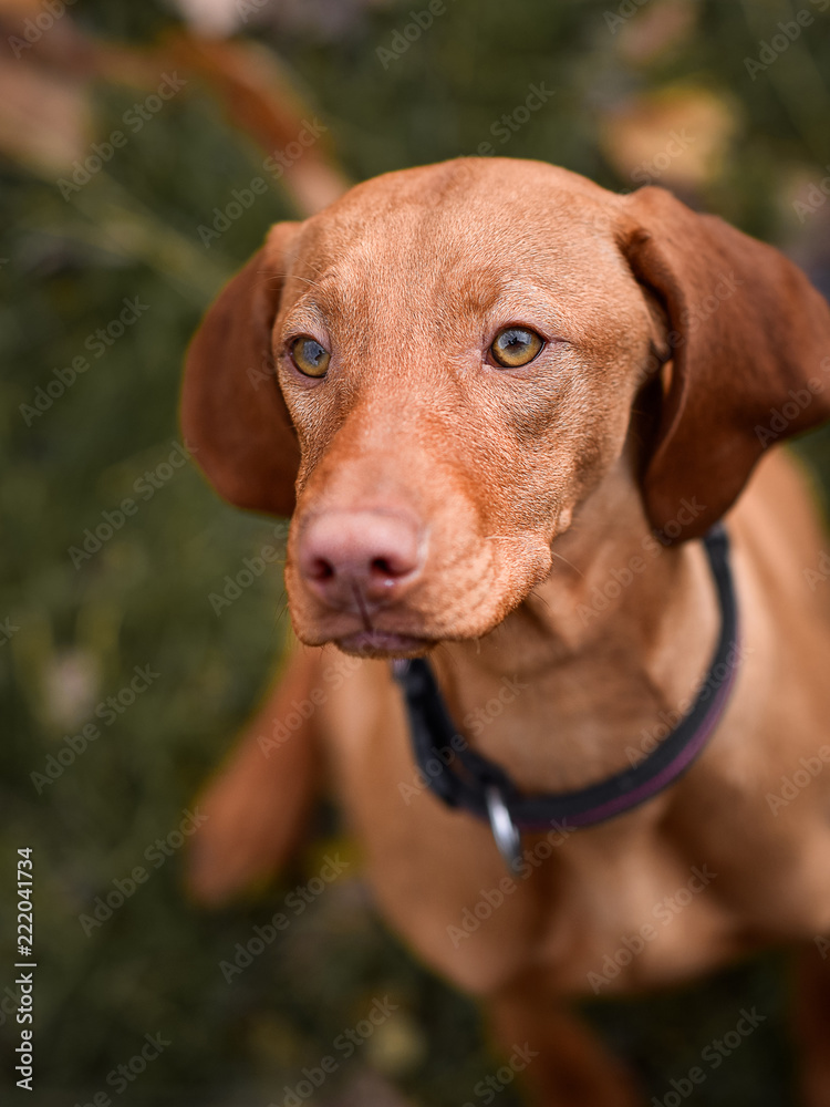 dog in the  autumn park