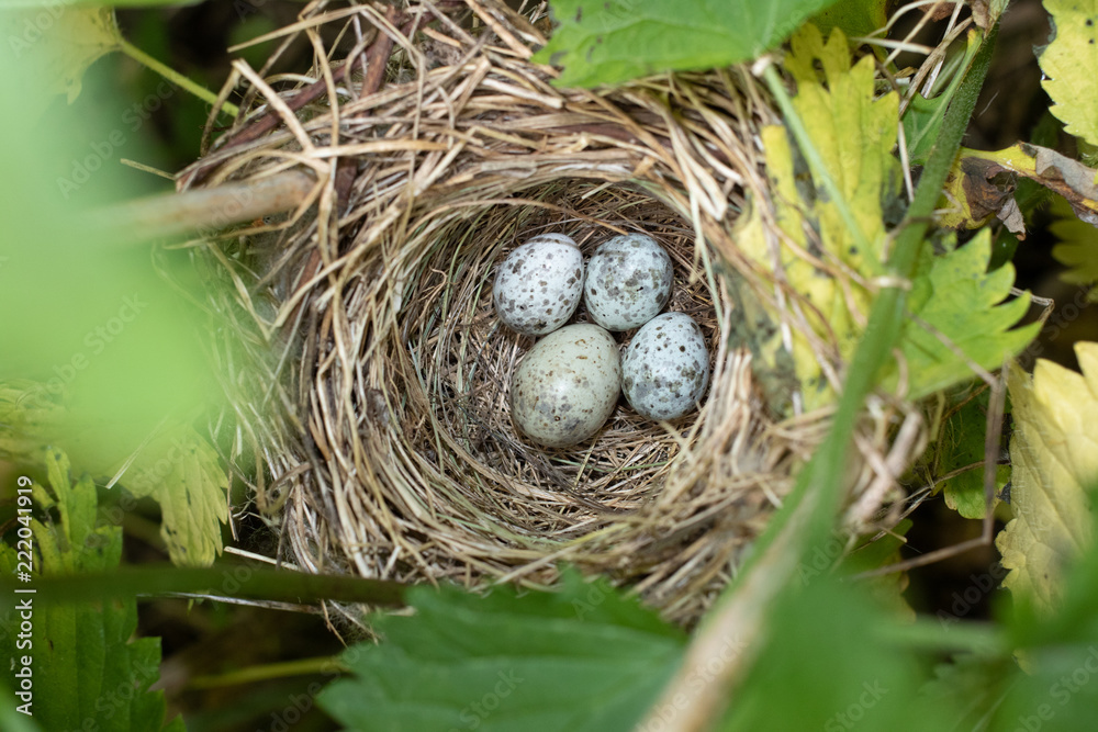 Acrocephalus palustris. The nest of the Marsh Warbler in nature. Common Cuckoo Acrocephalus palustris. The nest of the Marsh Warbler in nature. Common Cuckoo