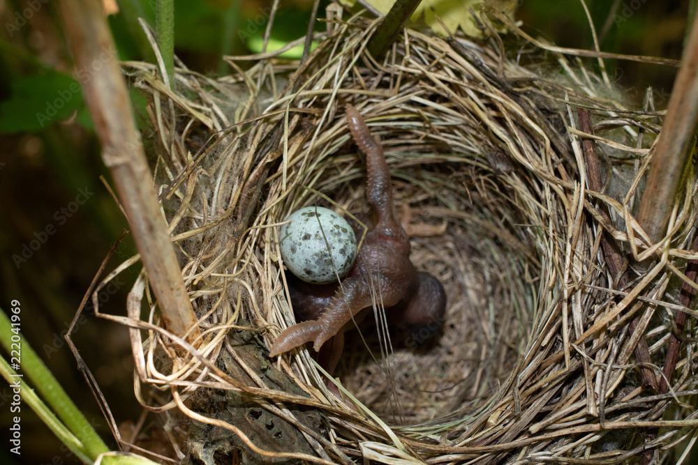 Acrocephalus palustris. The nest of the Marsh Warbler in nature. Common Cuckoo Acrocephalus palustris. The nest of the Marsh Warbler in nature. Common Cuckoo