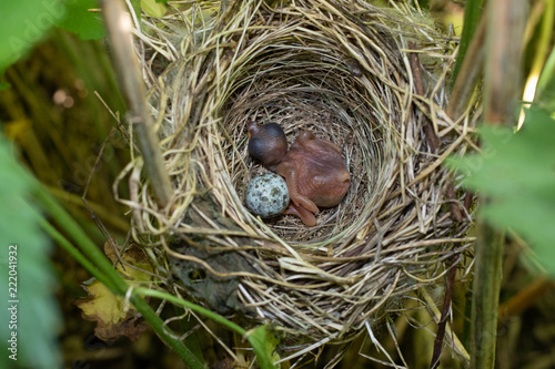 Acrocephalus palustris. The nest of the Marsh Warbler in nature. Common Cuckoo