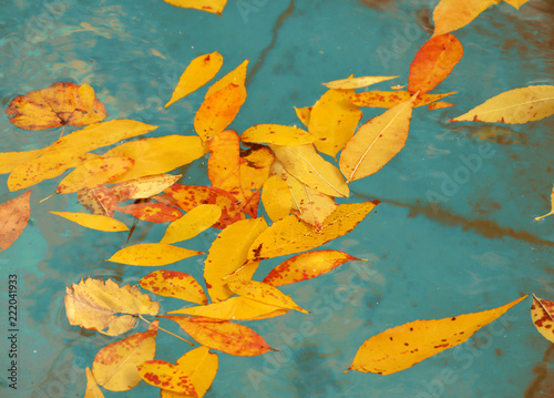 Yellow autumn leaves on the water
