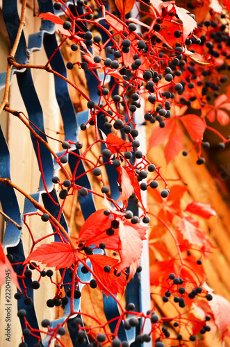 The plant is wandering along the lattice with autumn fruits