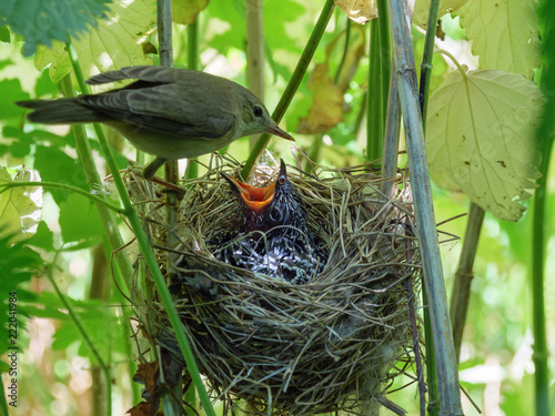 Acrocephalus palustris. The nest of the Marsh Warbler in nature. Common Cuckoo