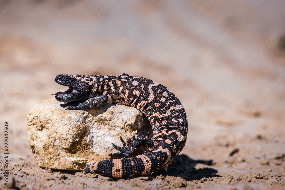 Lizard Gila Monster( Heloderma suspectum) Lizard Gila Monster( Heloderma suspectum)