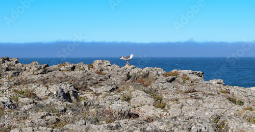 Seagull on the cliffs on the N. California coast