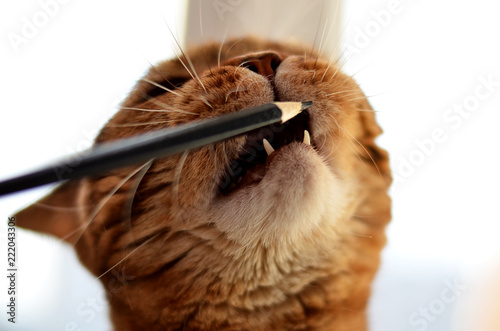 thoroughbred british cat looks closely plays with a pencil trying to bite him