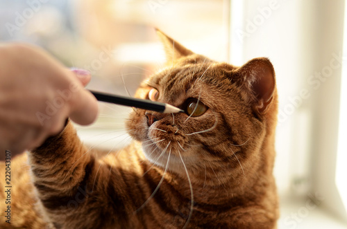 thoroughbred british cat looks attentively at pencil
