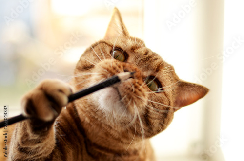 thoroughbred british cat looks playing with pencil