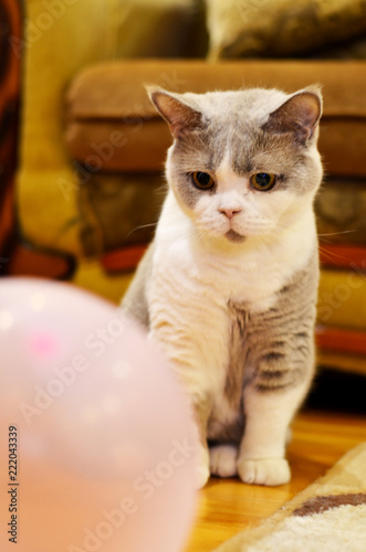 thoroughbred British cat looks at the balloon