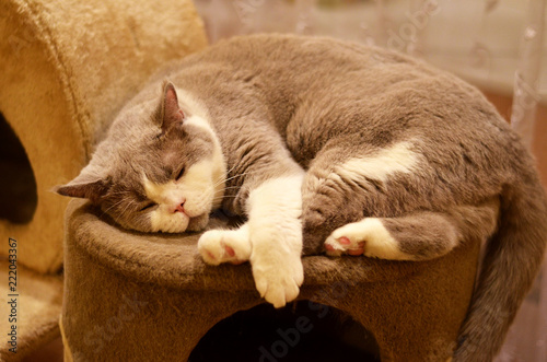 Cat asleep she was tired curled up in a ball on a stand
