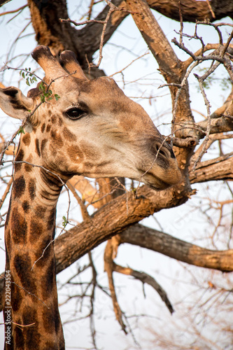 Long Necked Giraffe Feeding on Tree Leaves in the African Bush