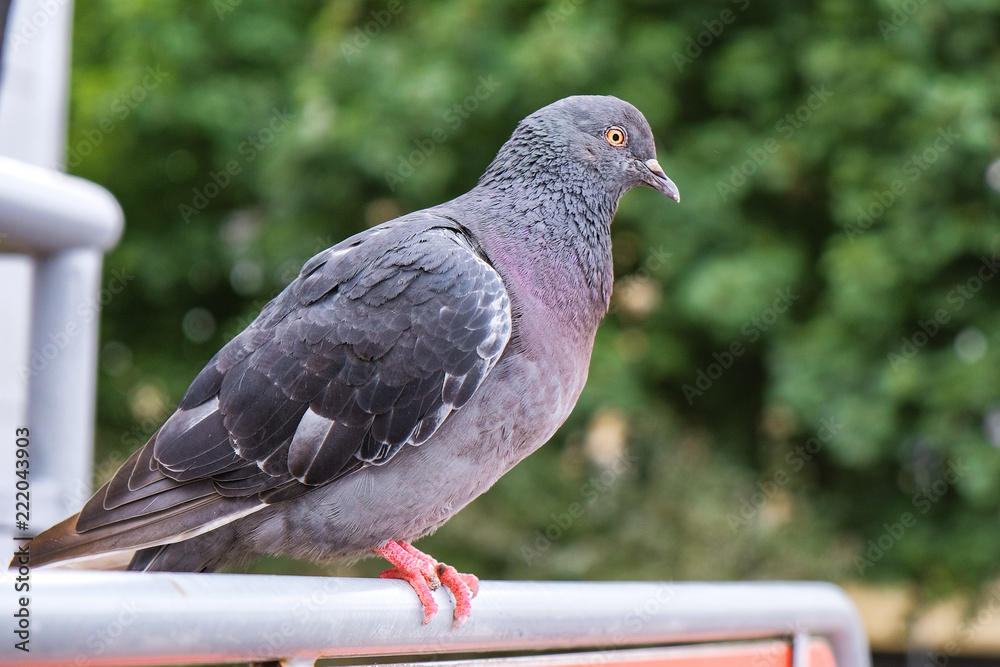 pigeon sitting on the railing near the store pigeon sitting on the railing near the store