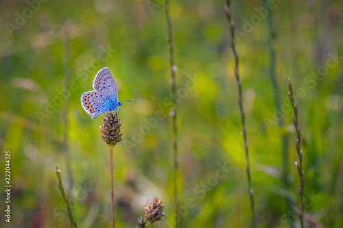 Beautiful colored butterfly on a flower