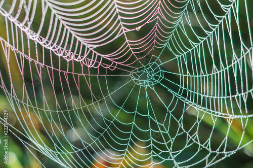 Colorful spider web with dew drops in the morning 