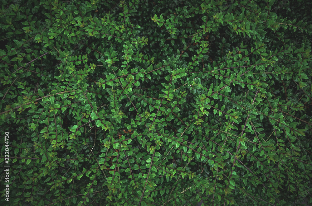 Top view of the fresh green leaves 