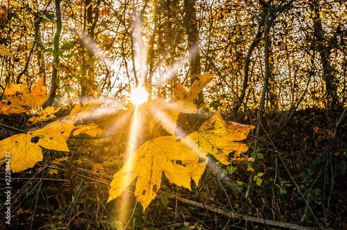 Autumn in backlight