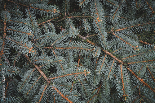 Pine tree branch. Christmas background